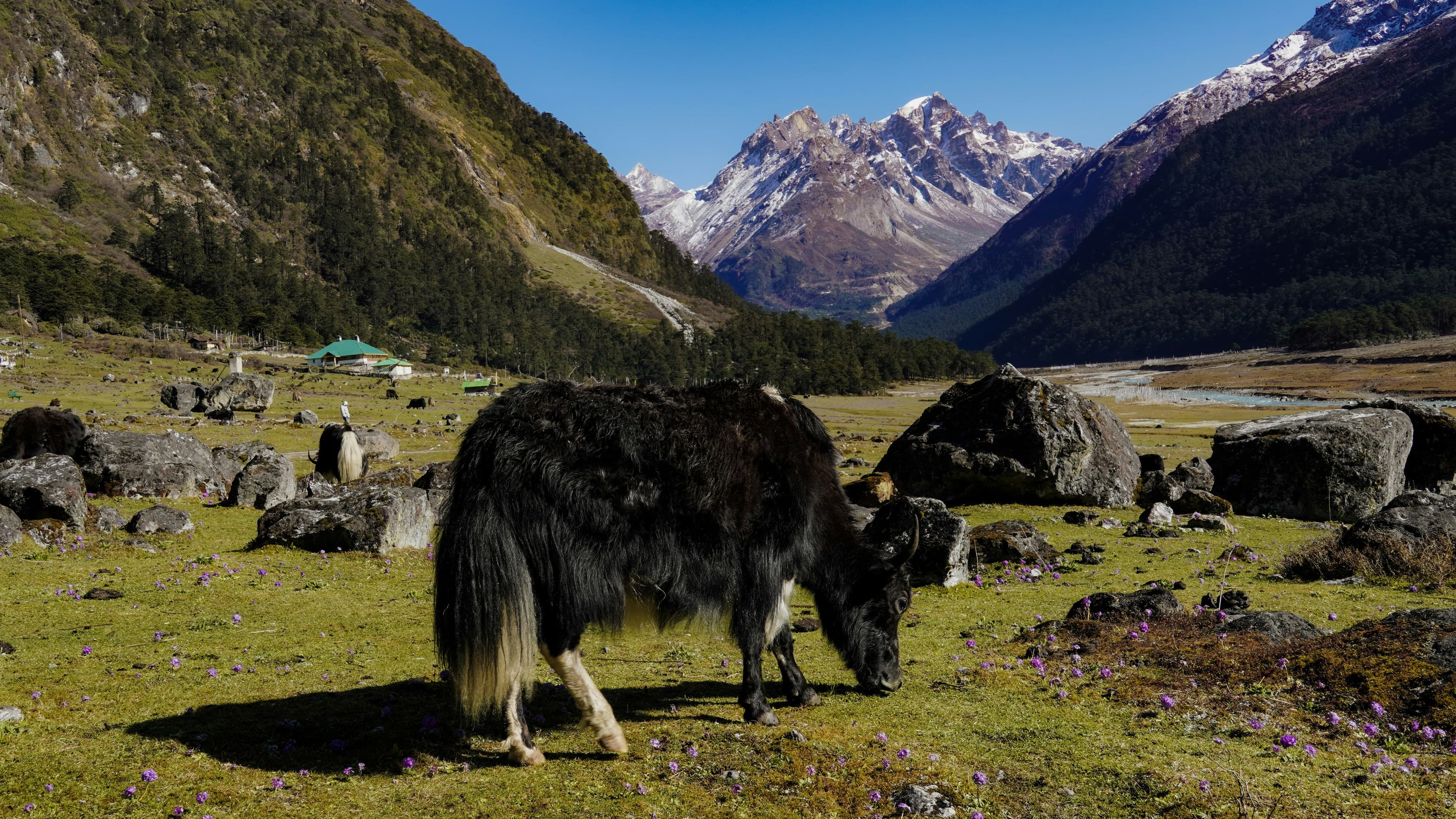 North Sikkim Himalayan Explorer | Gangtok, Lachen & Lachung 5N/6D