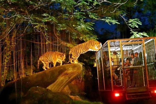 Night Safari Tram Adventure