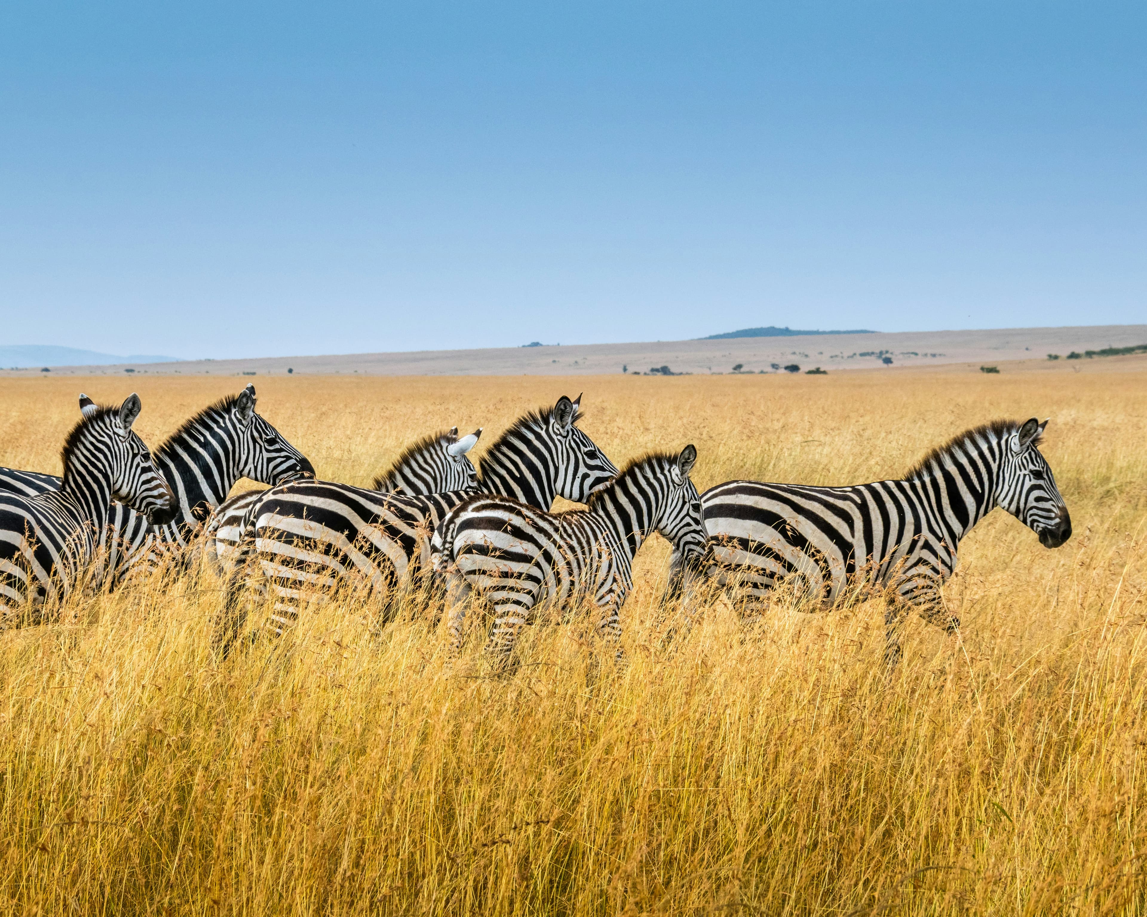 Kenya Highlights