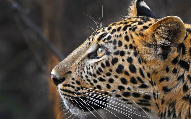 Wildlife travel experiences